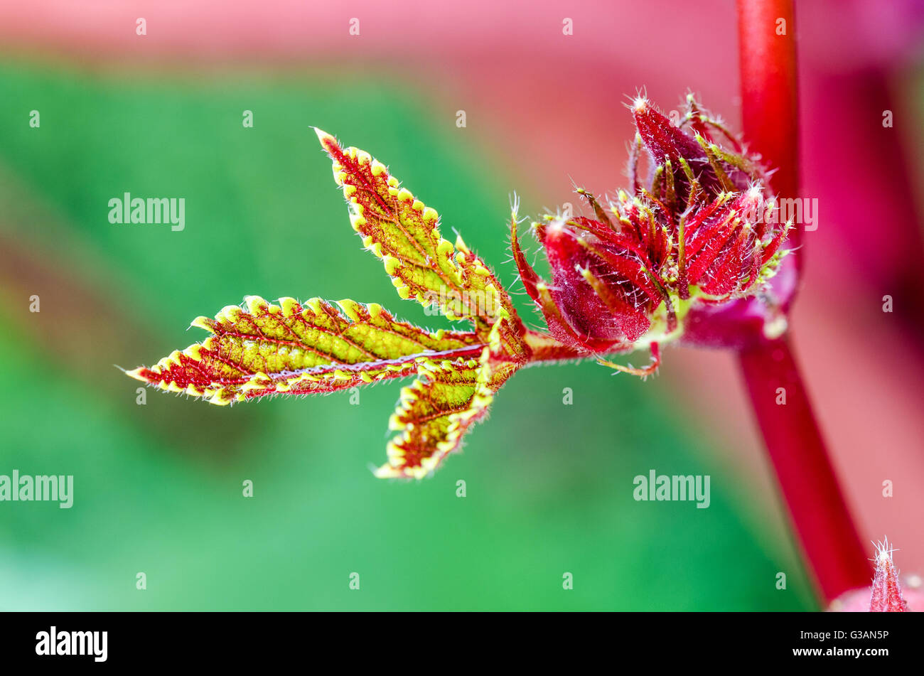 Closeup texture verde rosso sulla foglia morbida e giovane frutta della Giamaica acetosa o Hibiscus Sabdariffa in Thailandia Foto Stock