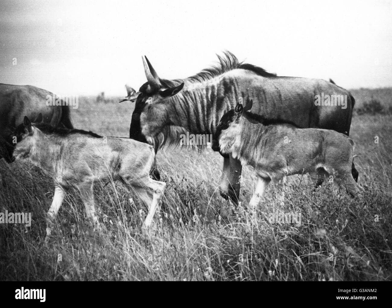 Kenyan Wildebeest /GNU Foto Stock
