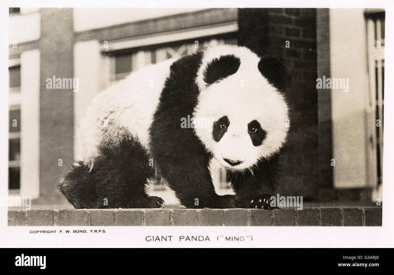 Panda gigante, Ming, seduto su un muro Foto Stock