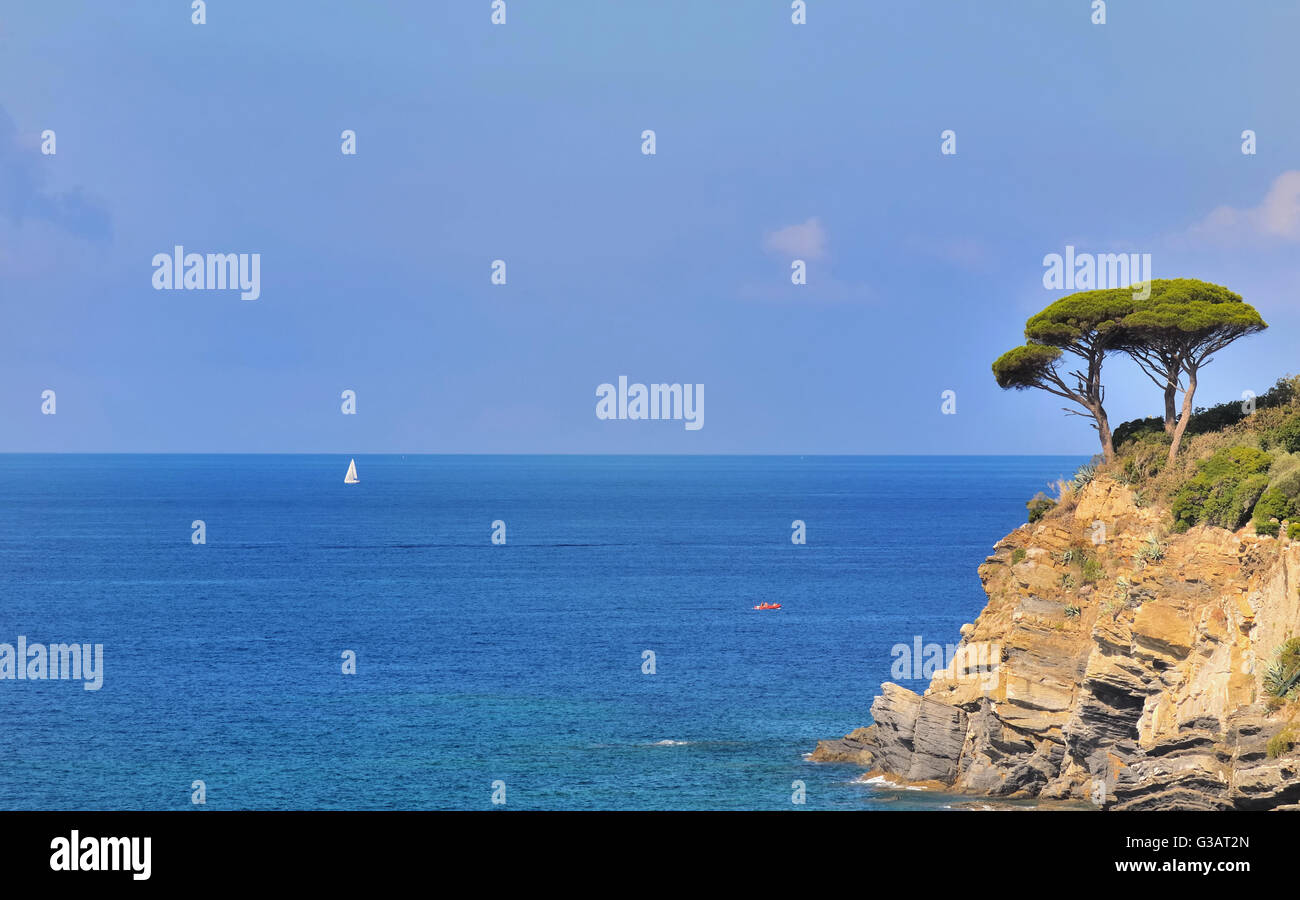Pino marittimo in corrispondenza del bordo di una scogliera sul mare blu sullo sfondo Foto Stock