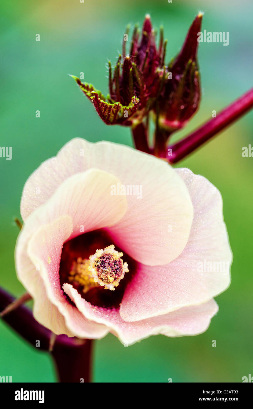 Closeup carpel e fiore rosa blossom sull albero della Giamaica acetosa o Hibiscus Sabdariffa in Thailandia Foto Stock