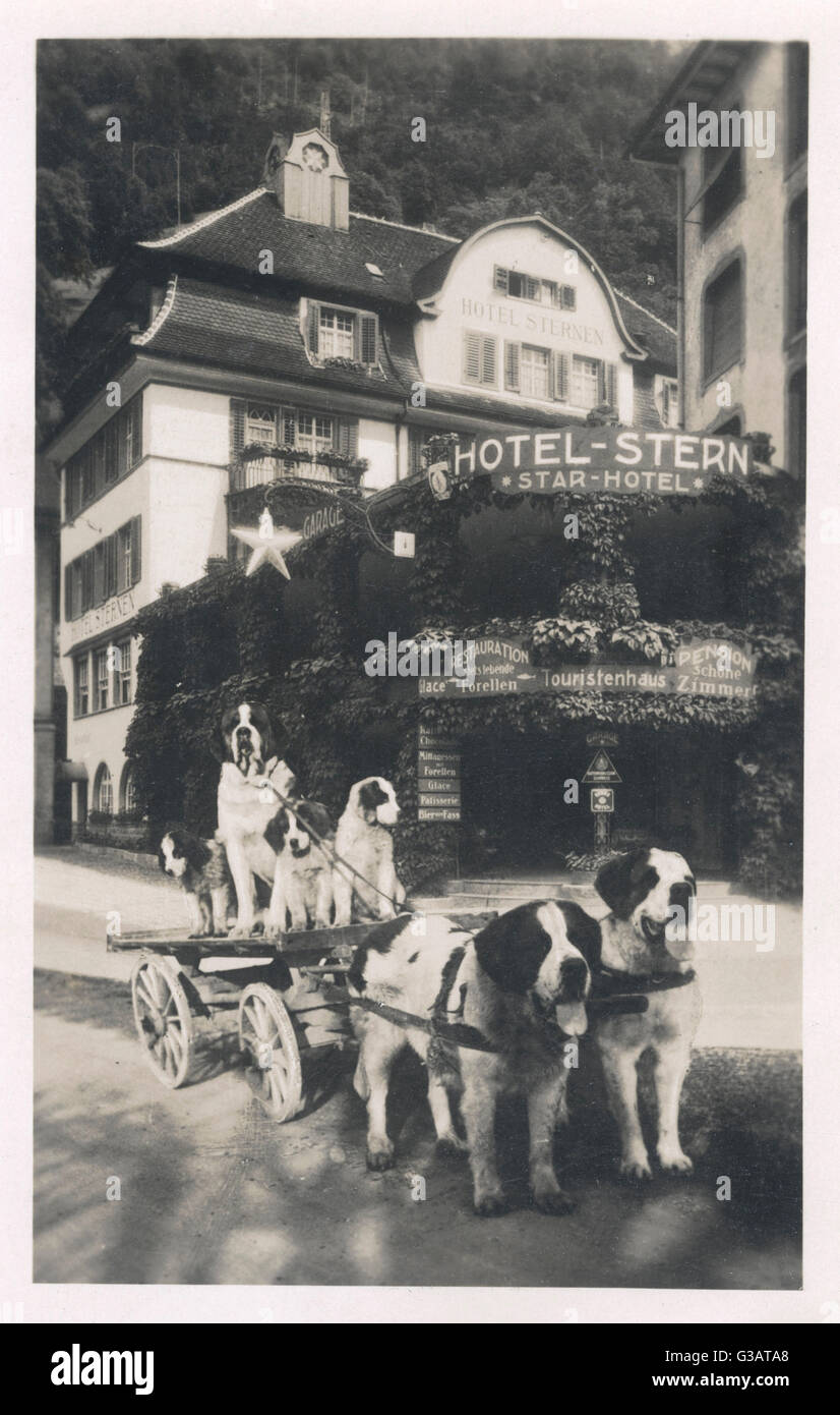 Hotel Stern con cani, Fluelen, Uri, Svizzera Foto Stock