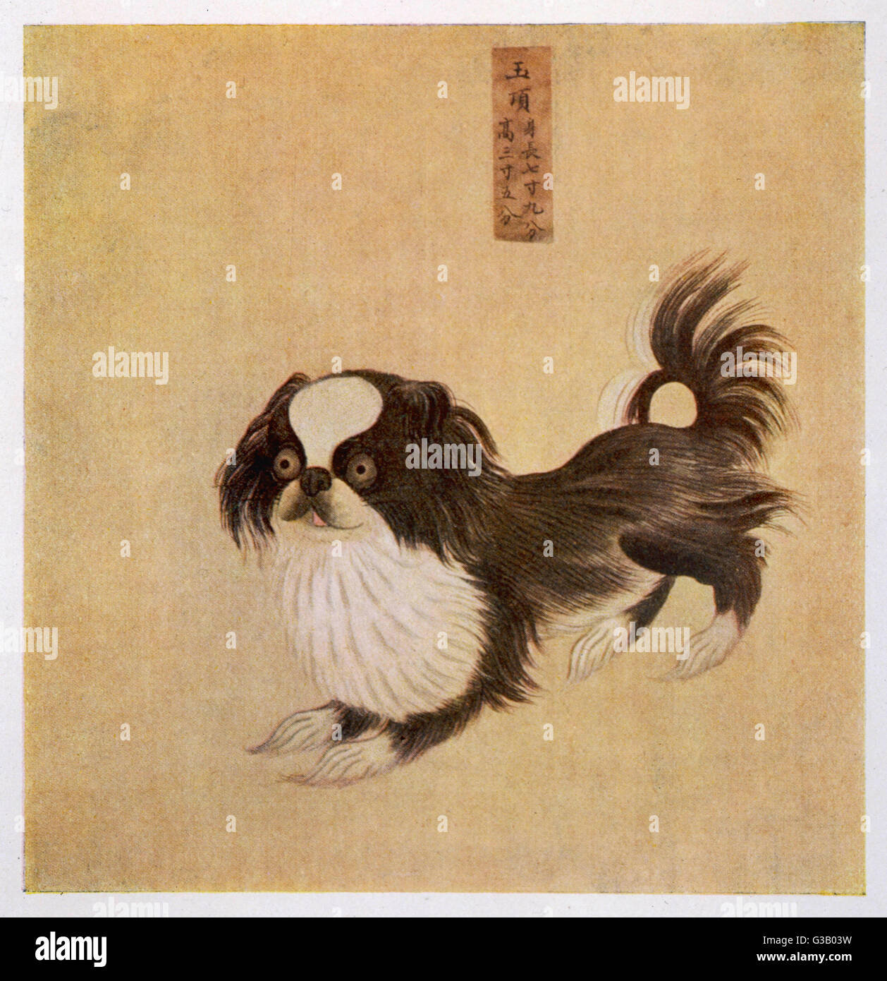 Questo è il modo in cui il cane pekingese guardò nella sua nativa della Cina, come illustrato in un cane Imperial Prenota Foto Stock