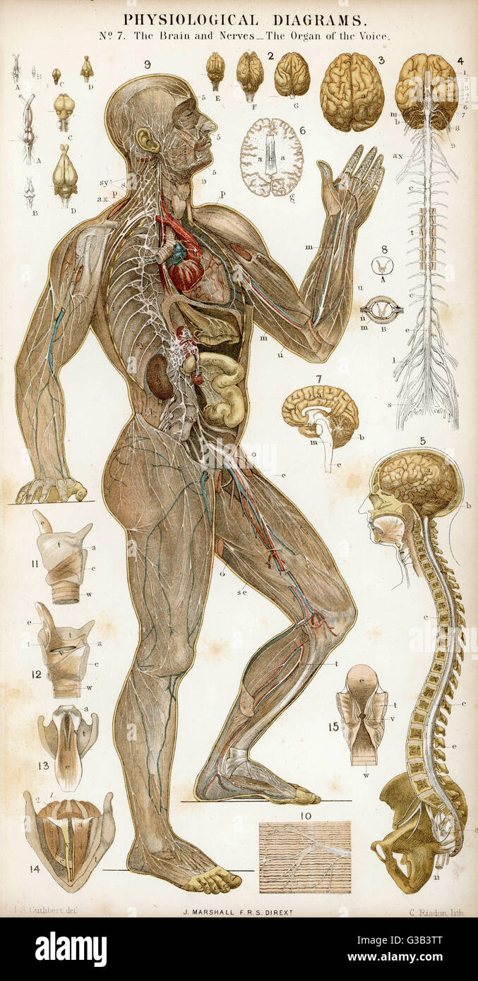 Cervello e nervi - voce Foto Stock