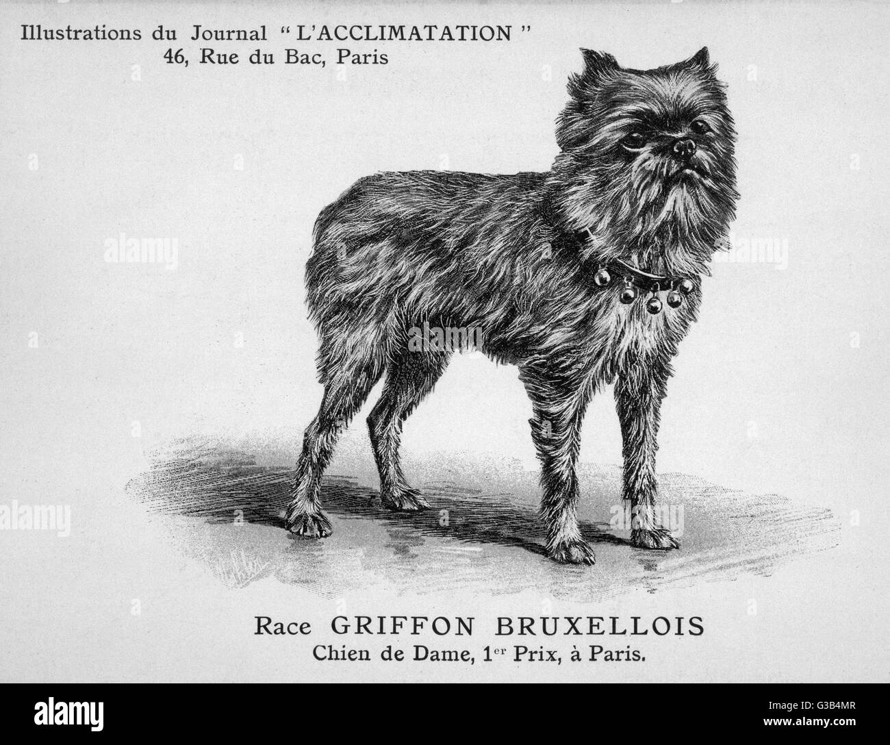 Cane Griffon Foto Stock