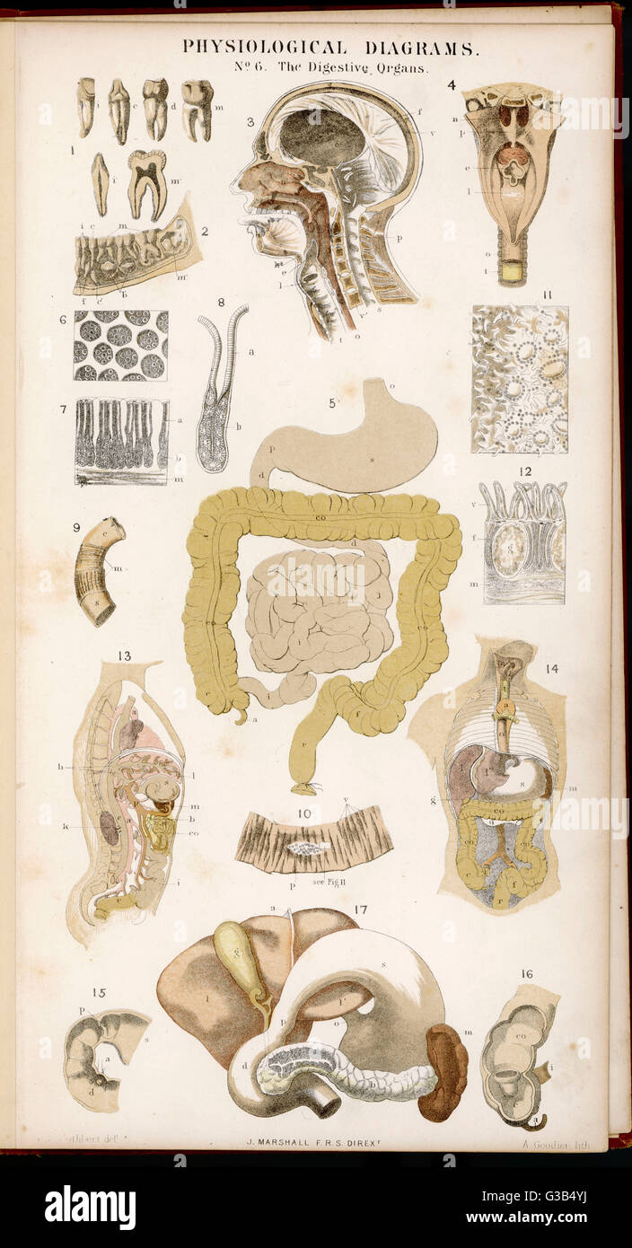 Vari diagrammi illustranti l'apparato digerente data: 1870 Foto Stock