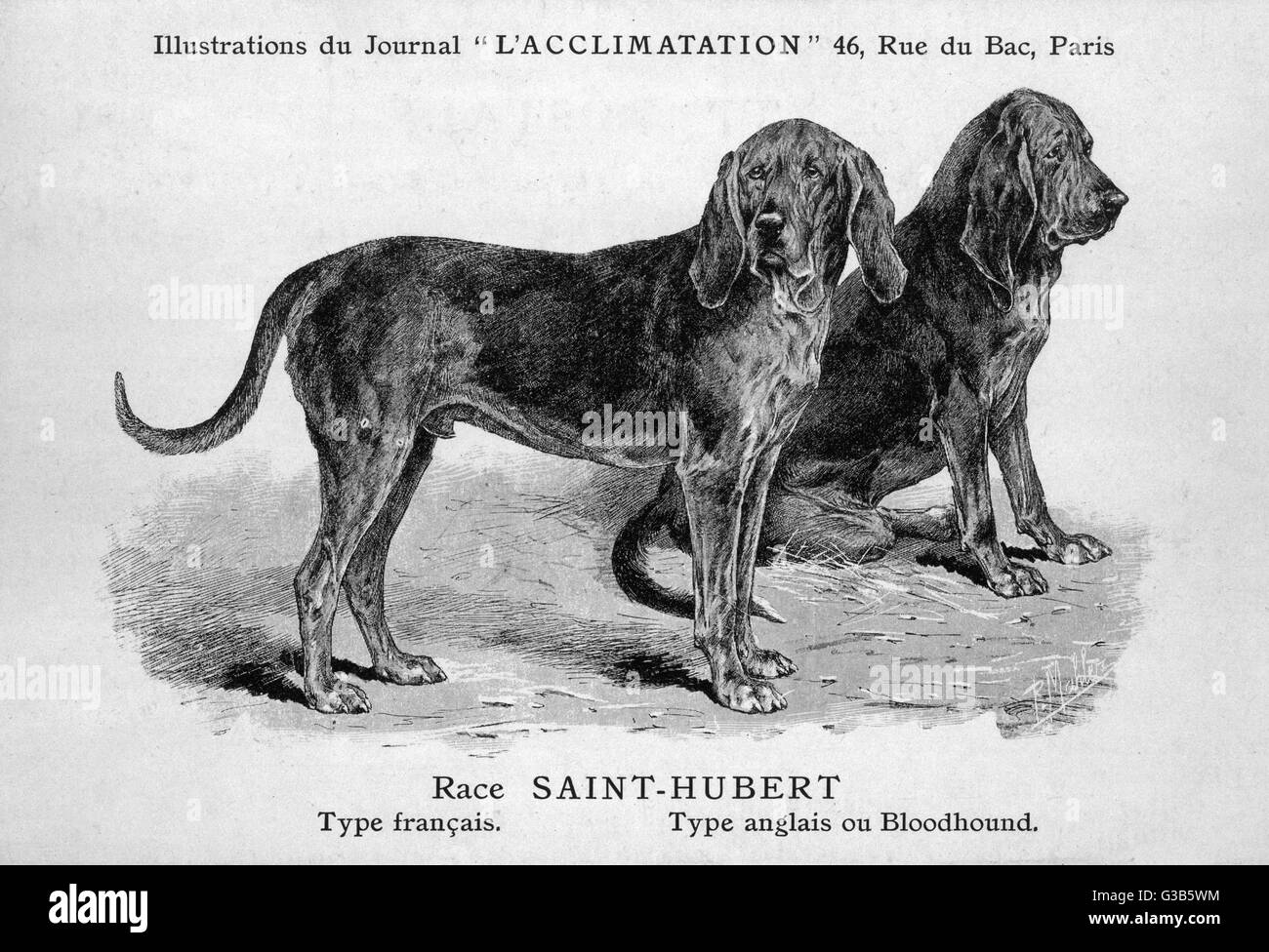 Cane Bloodhound Foto Stock