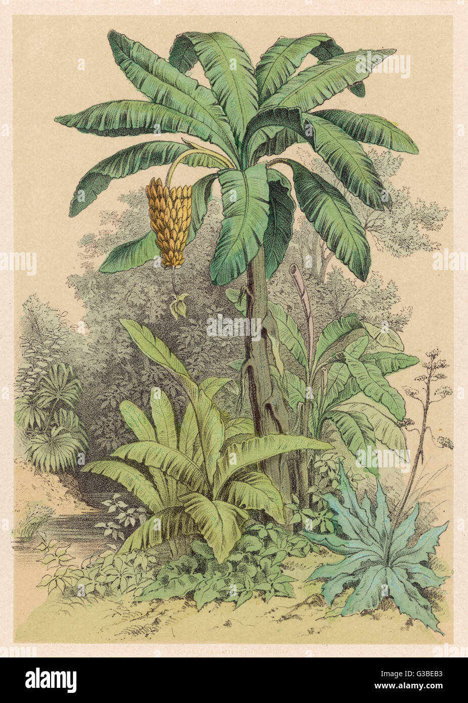 Banana Tree - 1880 Foto Stock