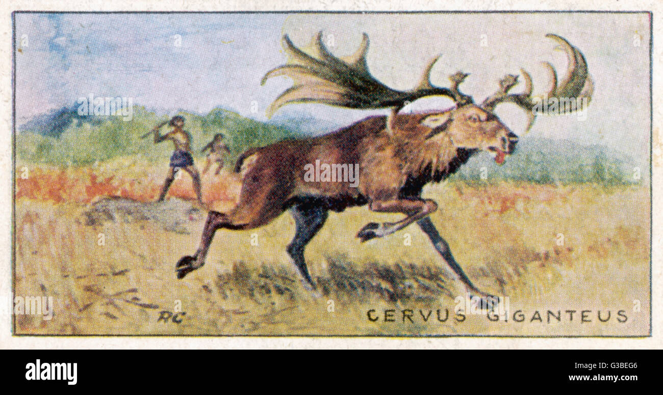 O Irish Elk Diluvian un antenato del cervo irlandese, per rilevare le dimensioni enormi delle sue corna Foto Stock