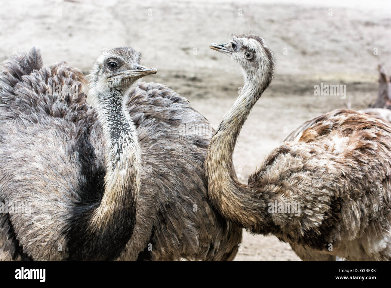 Coppia di uccelli Emu - Dromaius novaehollandiae. L' UEM è la seconda più grande uccello vivo per altezza, dopo il suo parente di ratiti, il os Foto Stock
