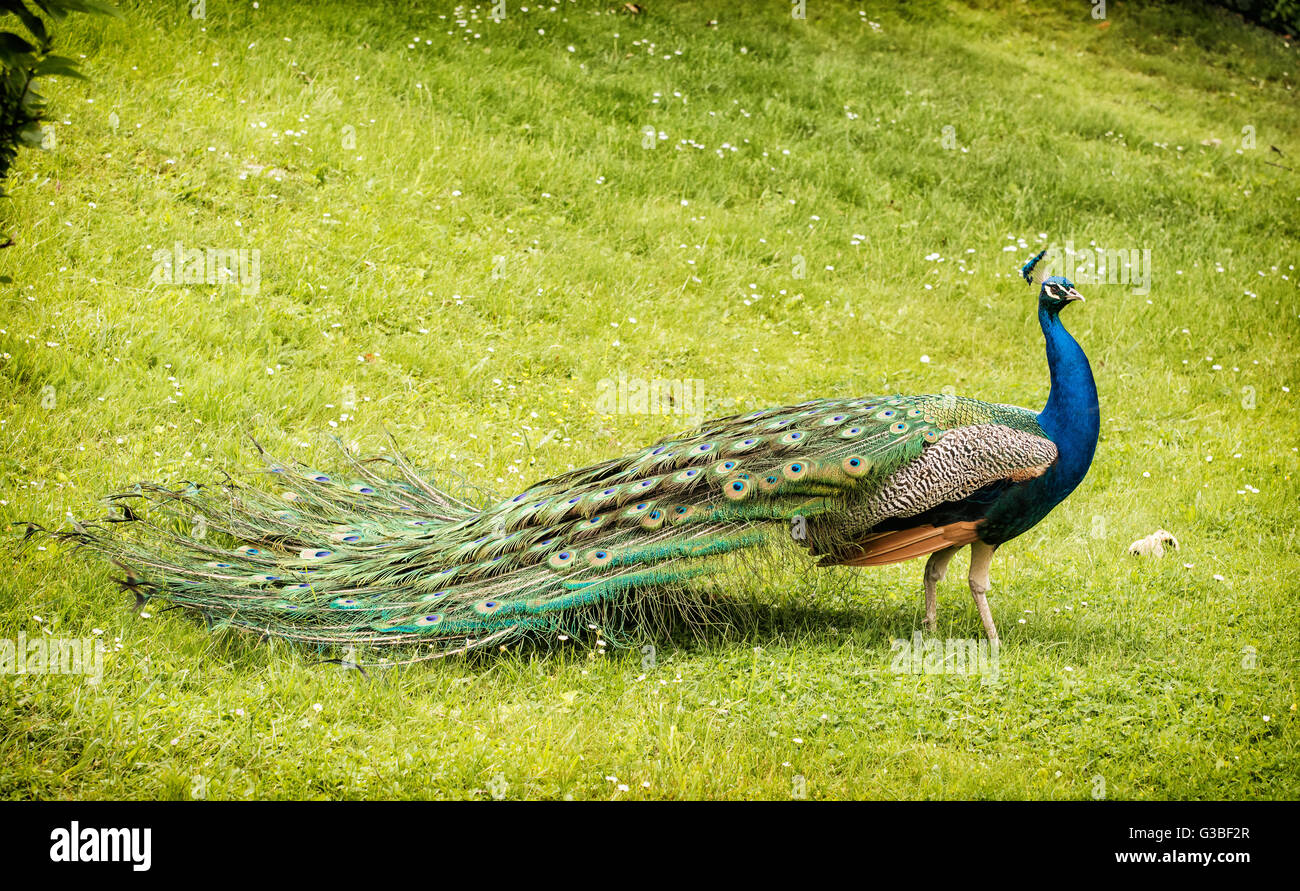 Bellissimo Indian peafowl - Pavo cristatus - maschio (peacock) passeggiate nel verde prato. Colori vibranti. La bellezza della natura. Colore Foto Stock