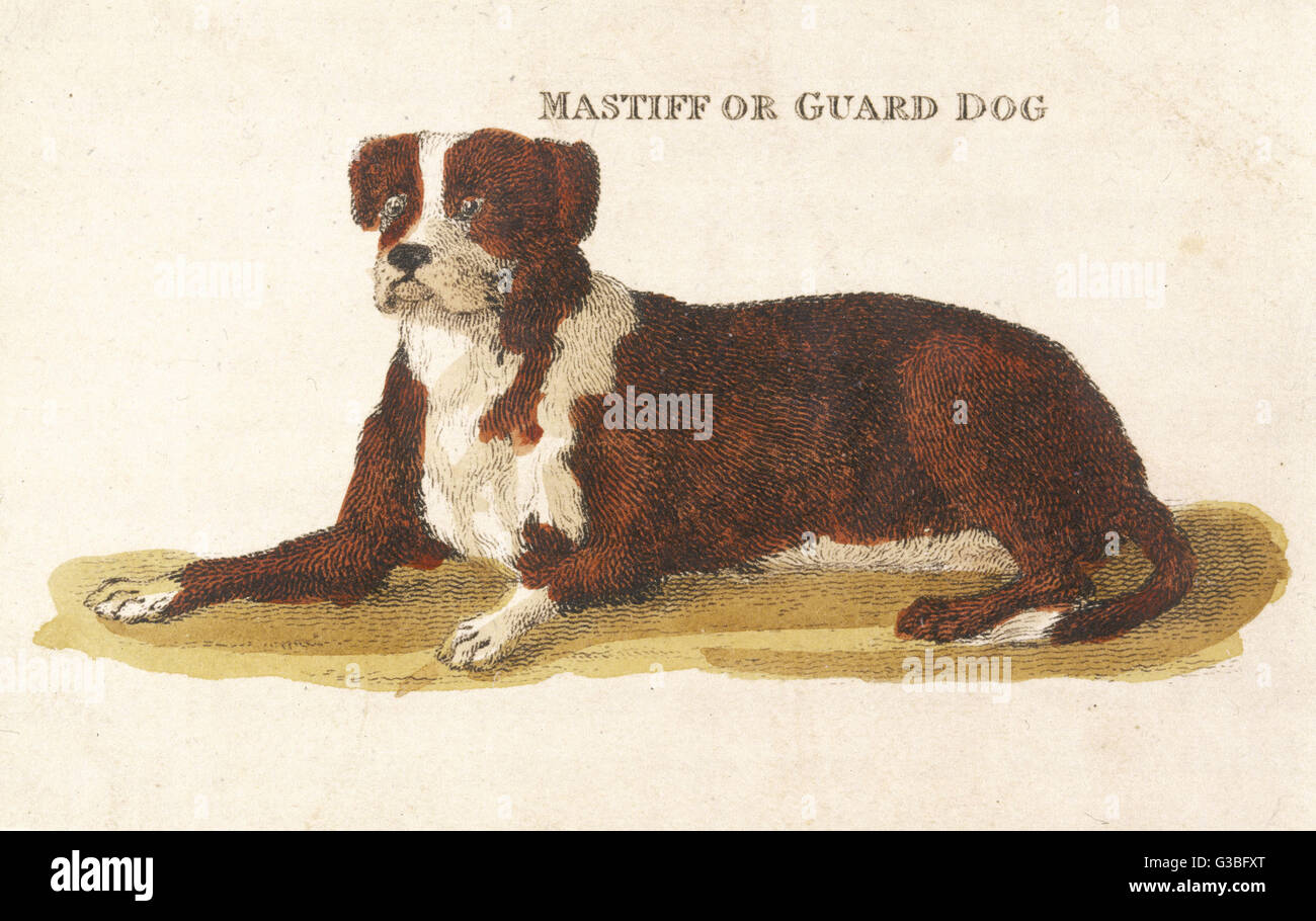 CANE DI GUARDIA, CANE SDRAIATO Foto Stock