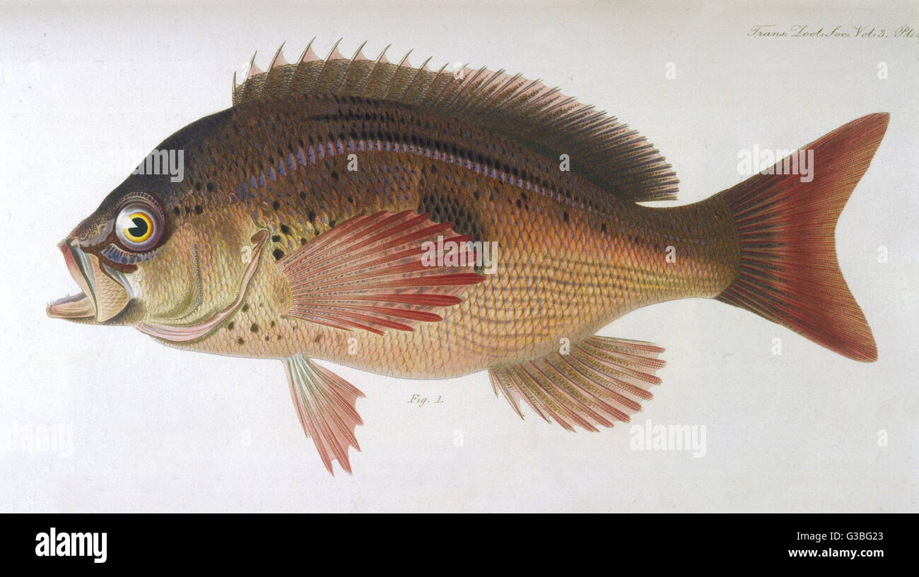 PASOR SERRANUS un colore rosato pesce persico. Data: 1849 Foto Stock