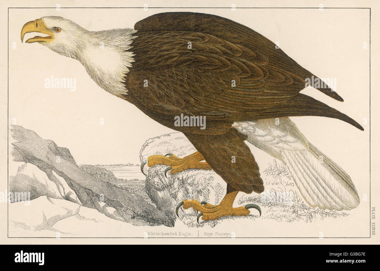 WHITE-tailed (o bianco-HEADED EAGLE) (Haliaetus albicilla) noto anche come Erne, Cinereuous o Sea Eagle Data: circa 1880 Foto Stock