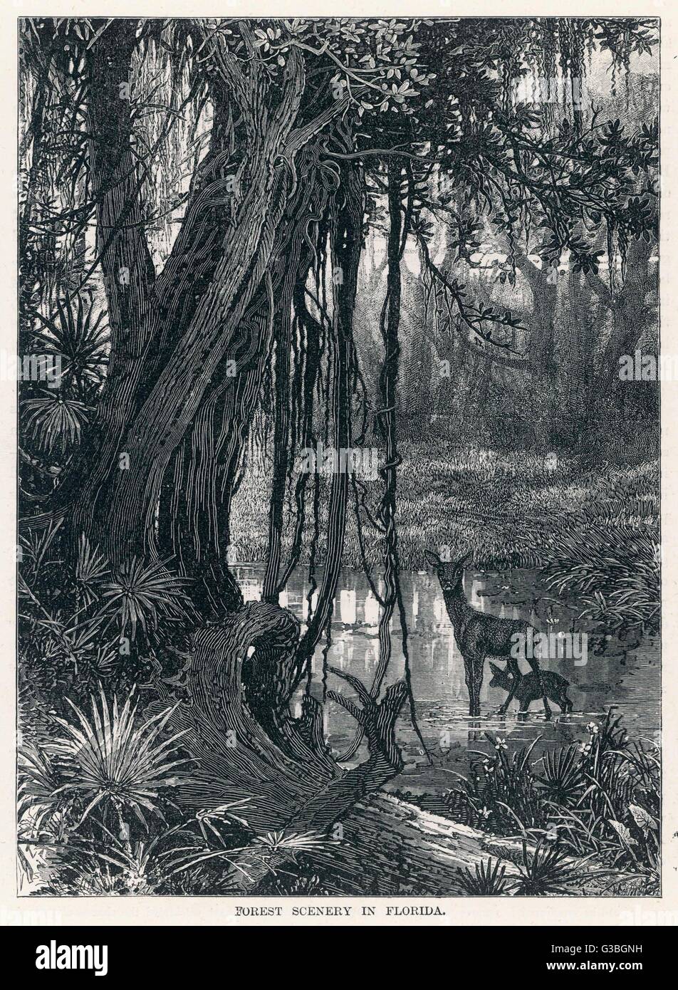 Un cervo e il suo sguardo giovane dubiously a noi come noi lo sguardo verso la foresta paludosa scenario della Florida, che non è affatto come Miami Beach. Data: 1875 Foto Stock
