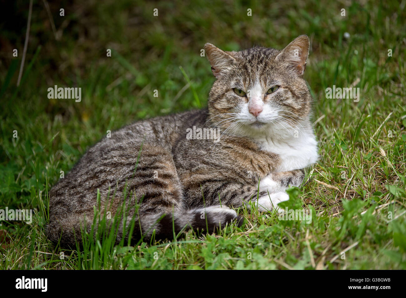 European Shorthair - Gatto europeo - il gatto domestico Foto Stock