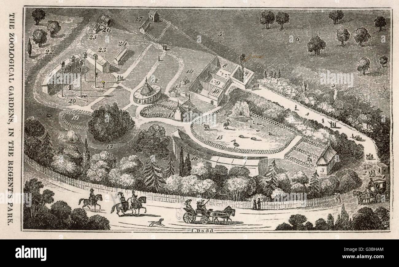 Regent's Park, Londra : una vista a volo di uccello del giardini della Zoological Society, che sono state aperte a borsisti della società nel 1828 e divenne una popolare attrazione. Data: circa 1837 Foto Stock