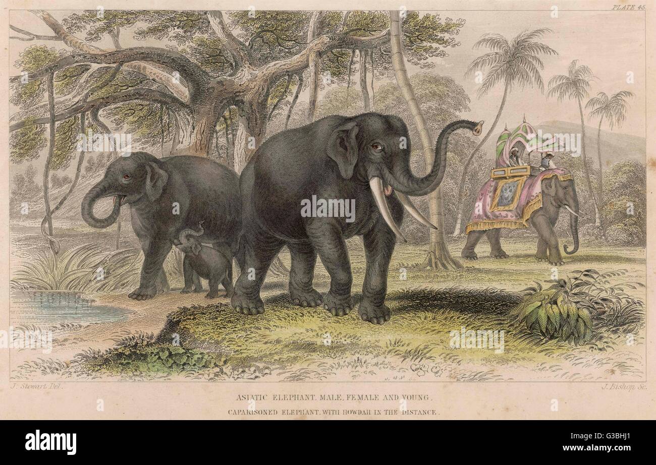 Una famiglia di elefanti indiani nel selvaggio, con un lavoro di elefante in background. Data: XIX secolo Foto Stock