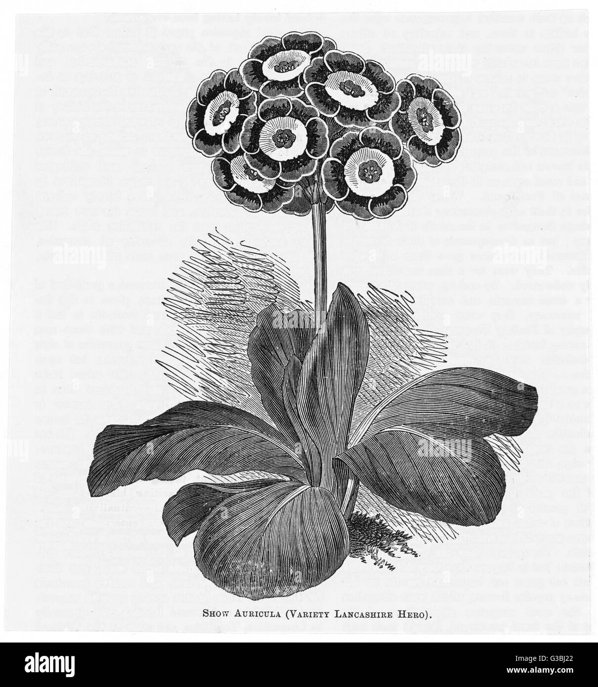 AURICULA LANCASHIRE HERO Foto Stock