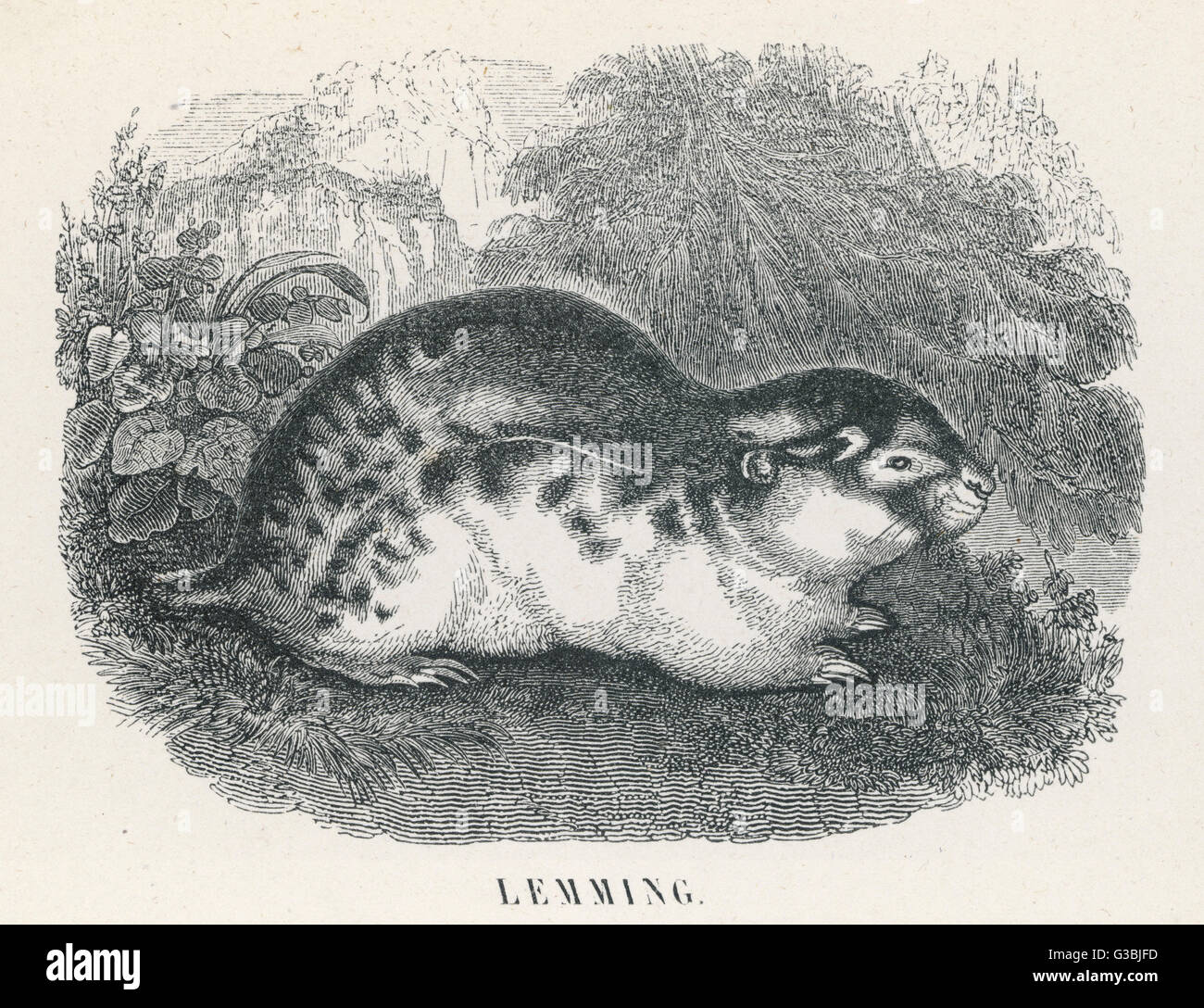 Un tipo non identificato di lemming Foto Stock