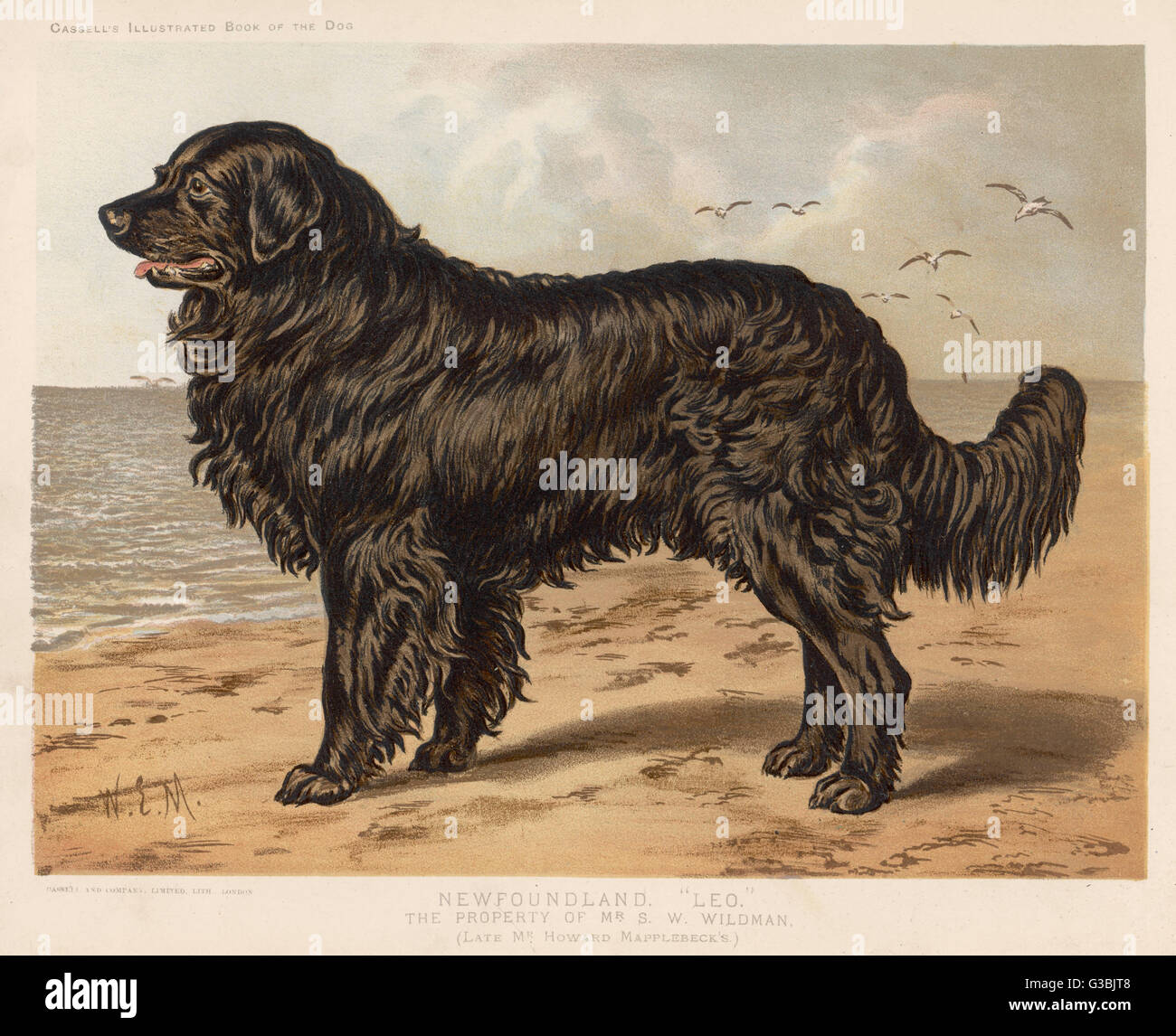 Cane di Terranova - Leo di S W Wildman Foto Stock