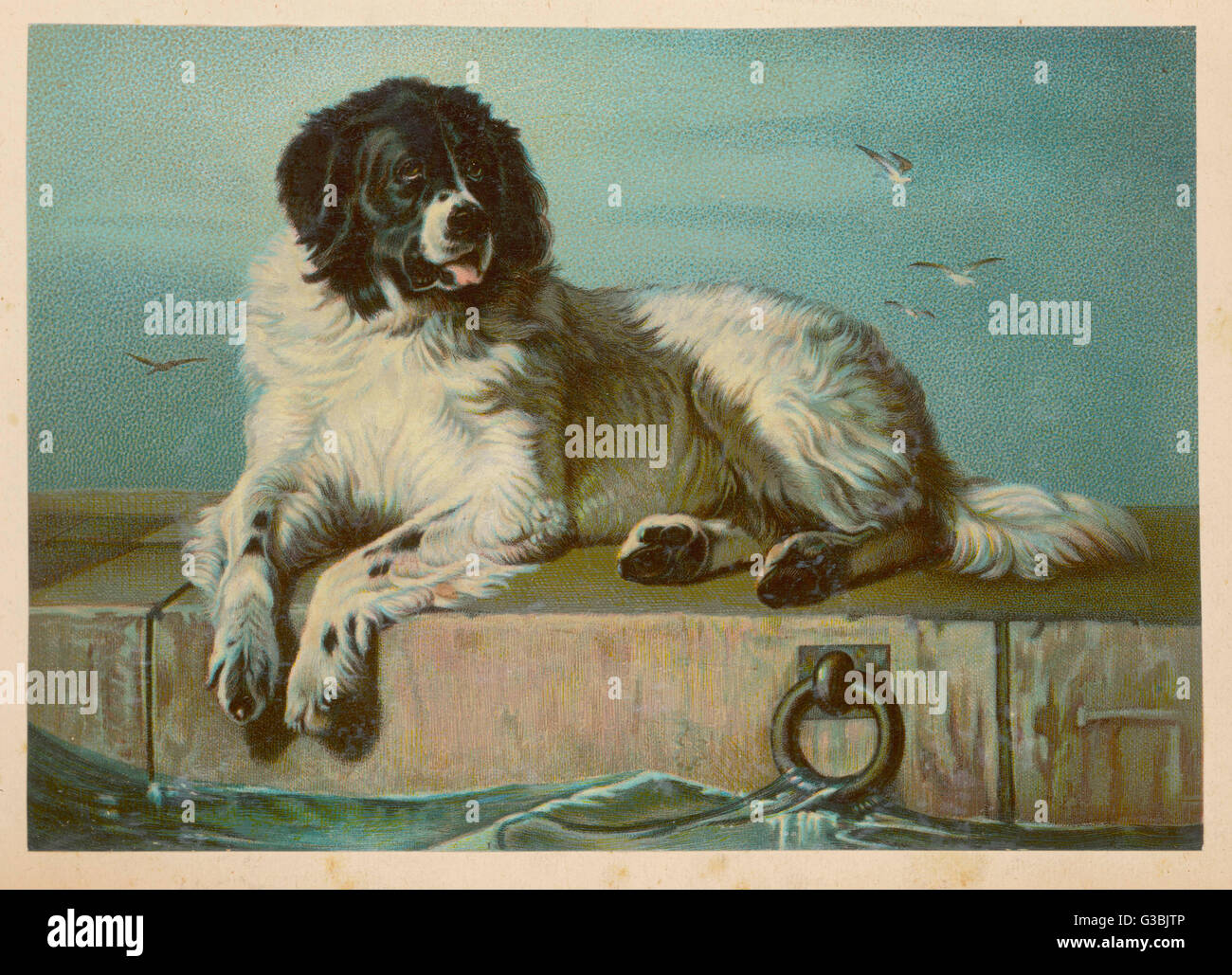 Cane San Bernardo - dopo Landseer Foto Stock