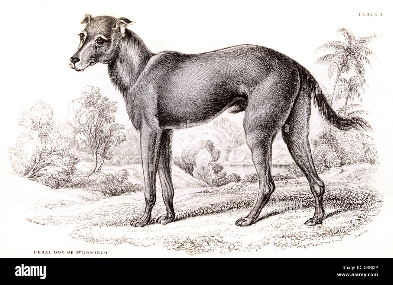 CANE FERIALE DI SAN DOMINGO Foto Stock