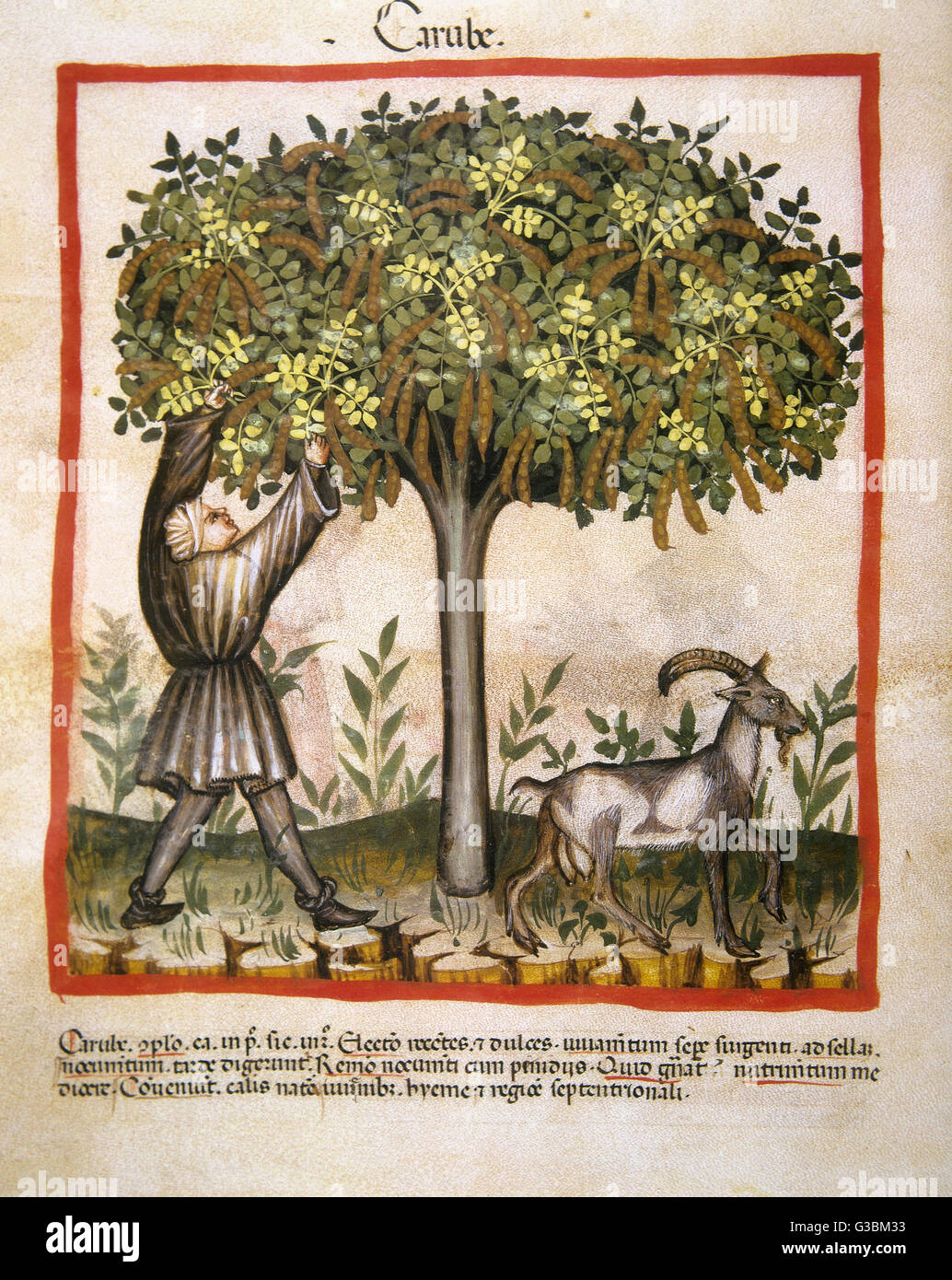 Tacuinum Sanitatis. Il XIV secolo. Manuale medievale di salute. La carruba. Folio 14v. Foto Stock