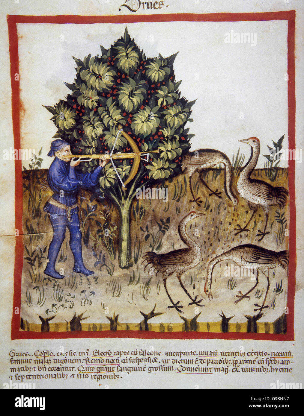 Tacuinum Sanitatis. Il XIV secolo. Manuale medievale di salute. Gru. La caccia. Folio 70v. Foto Stock