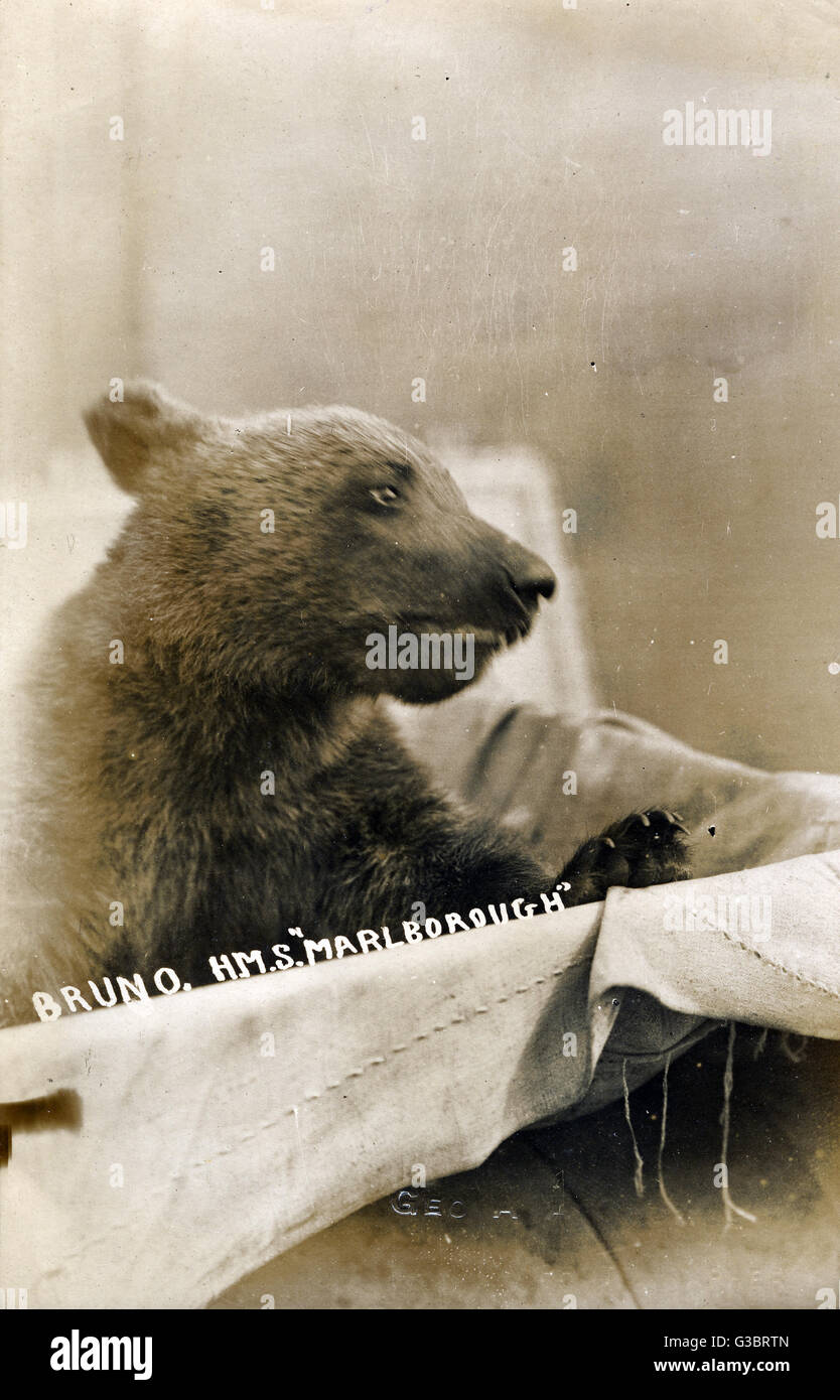 Bruno The Bear, mascotte della corazzata HMS Marlborough Foto Stock