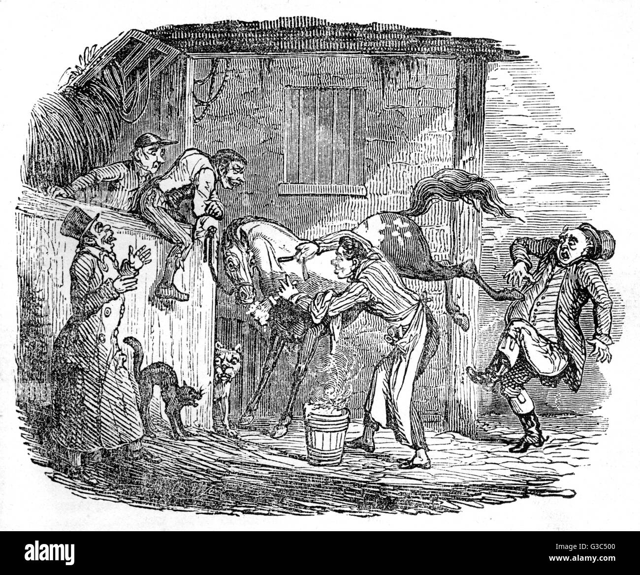 Illustrazione, rasatura di un cavallo Foto Stock