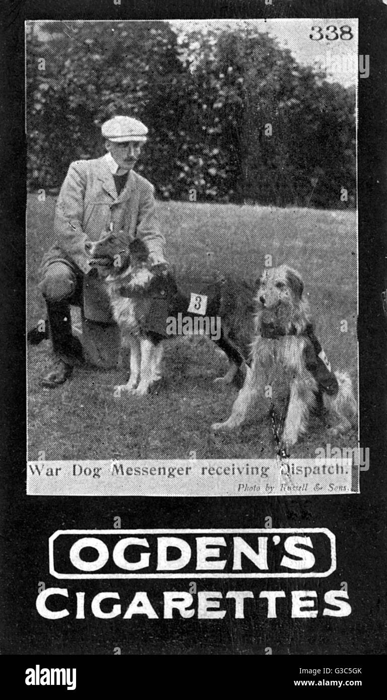 Cani da guerra del maggiore Richardson - portando in un dispatch Foto Stock