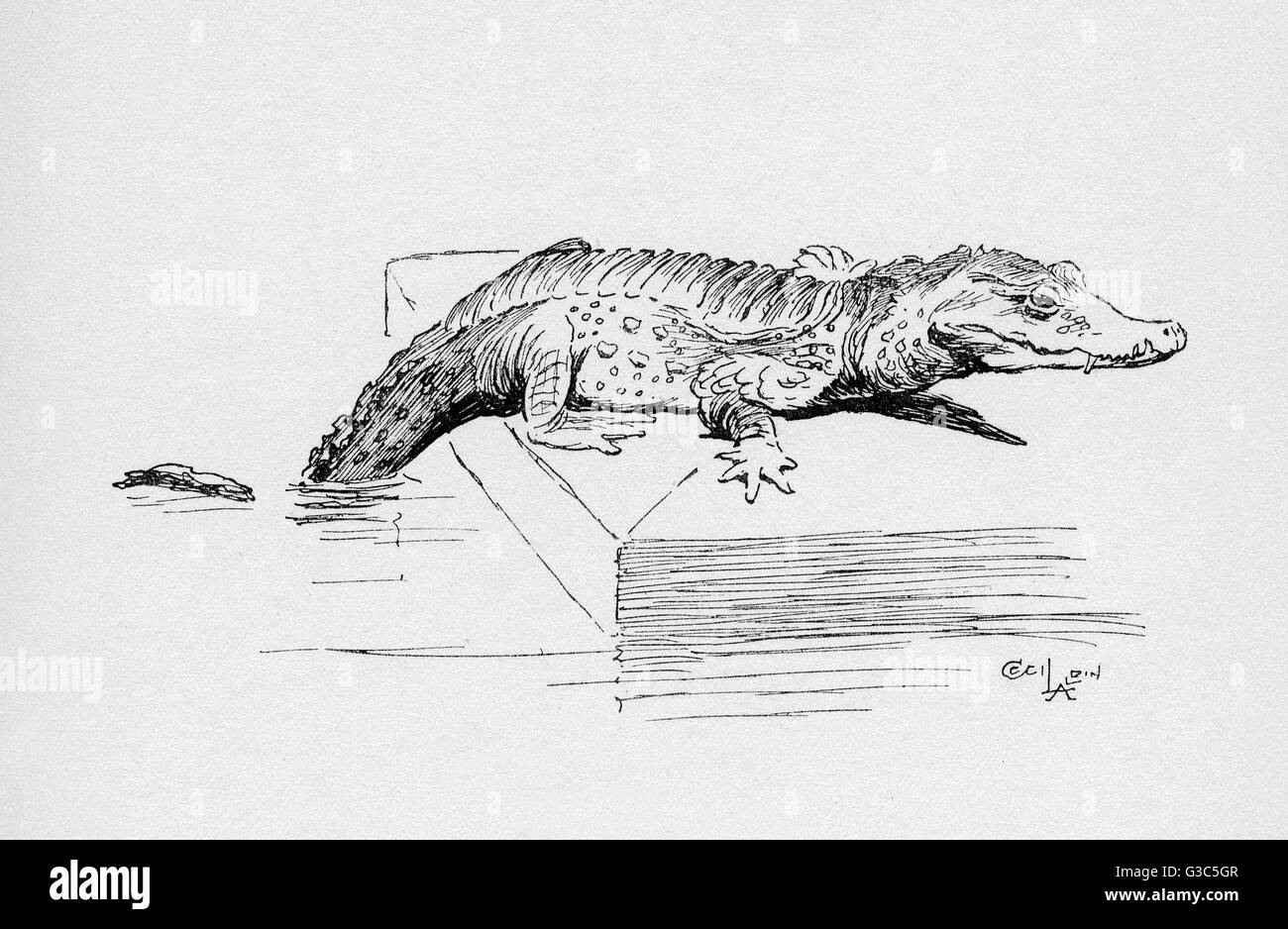 Illustrazione di Cecil Aldin, l'alligatore Foto Stock