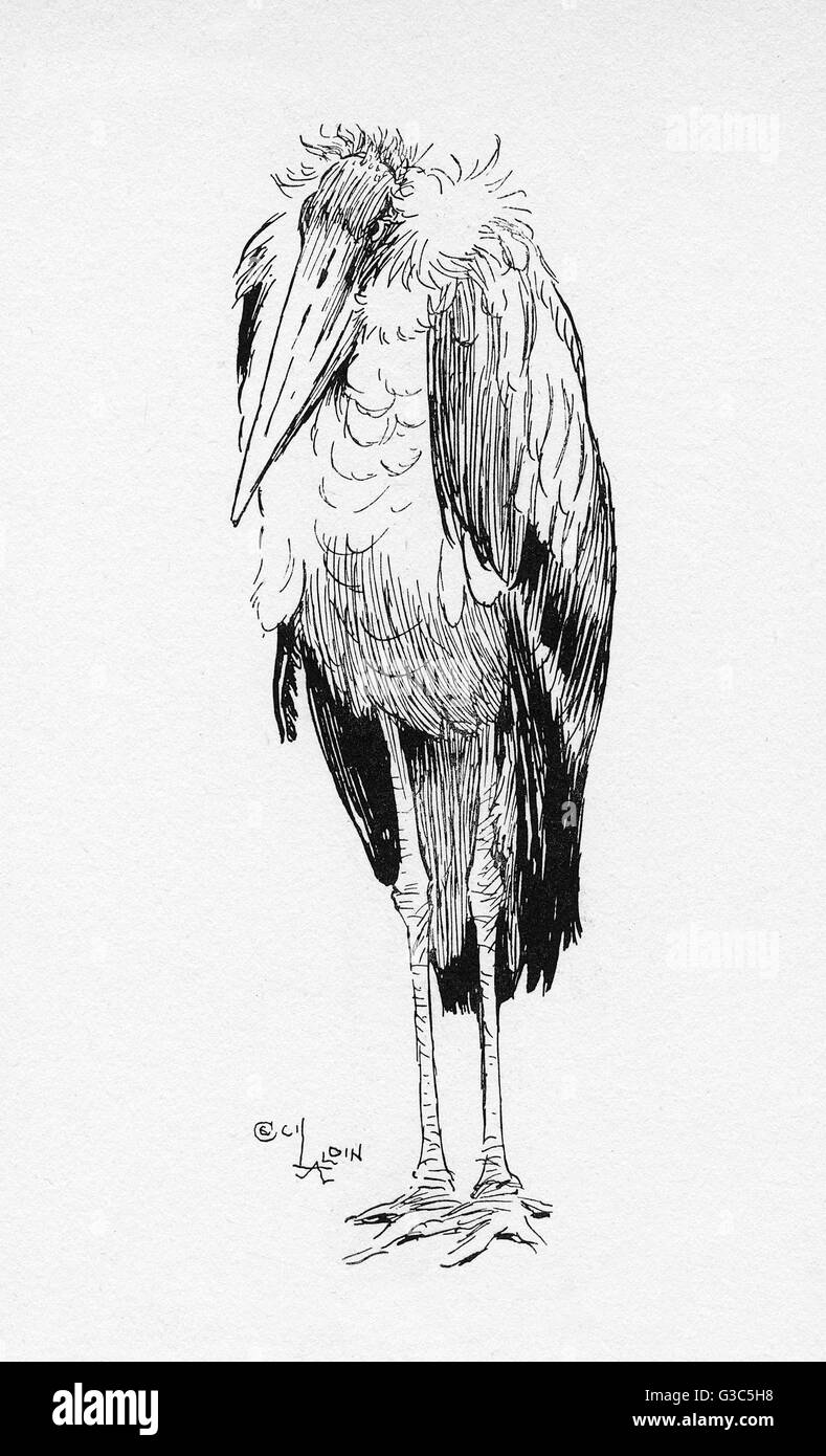 Illustrazione di Cecil Aldin, l'uccello Adjutant Foto Stock