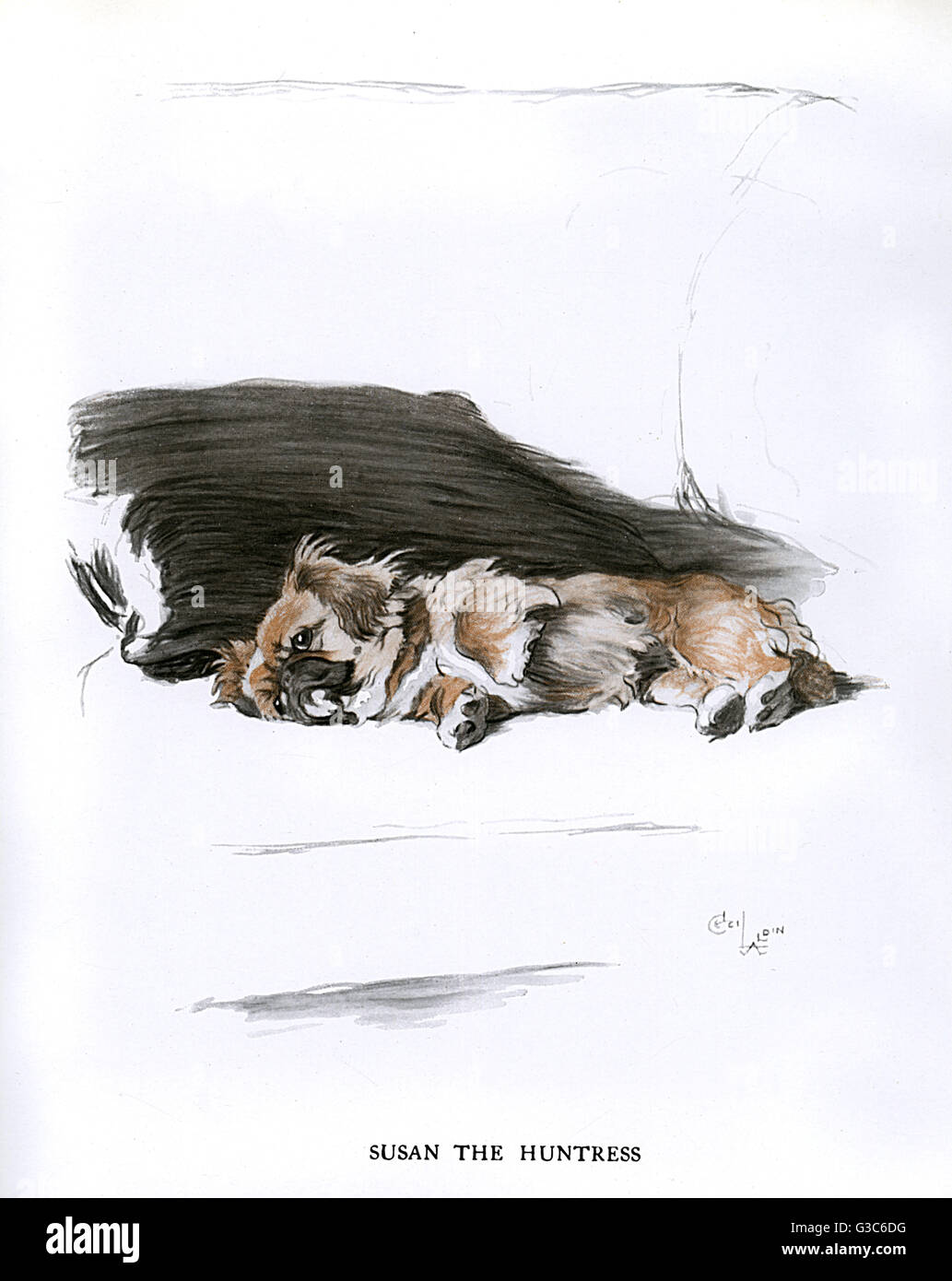 Cane pekingese sdraiato su un divano Foto Stock