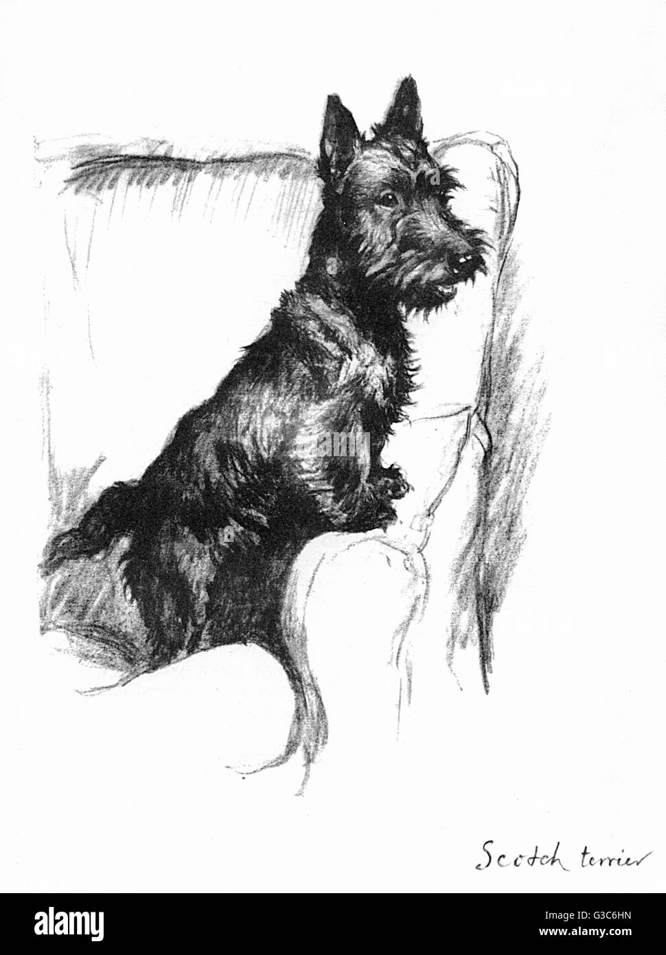 Illustrazione di un terrier scozzese di Cecil Aldin Foto Stock