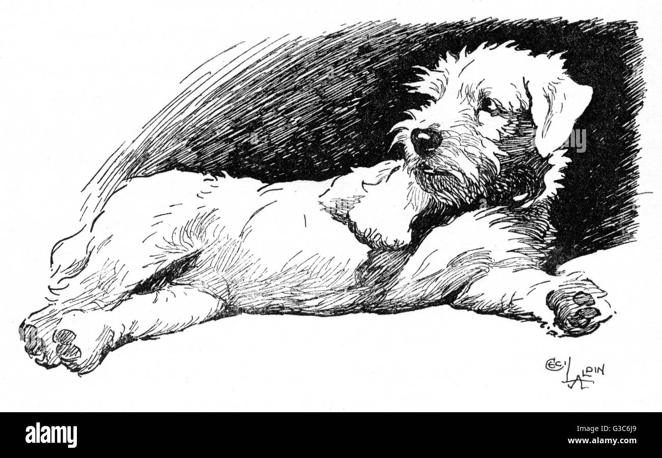 Illustrazione di un terrier Sealyham di Cecil Aldin Foto Stock