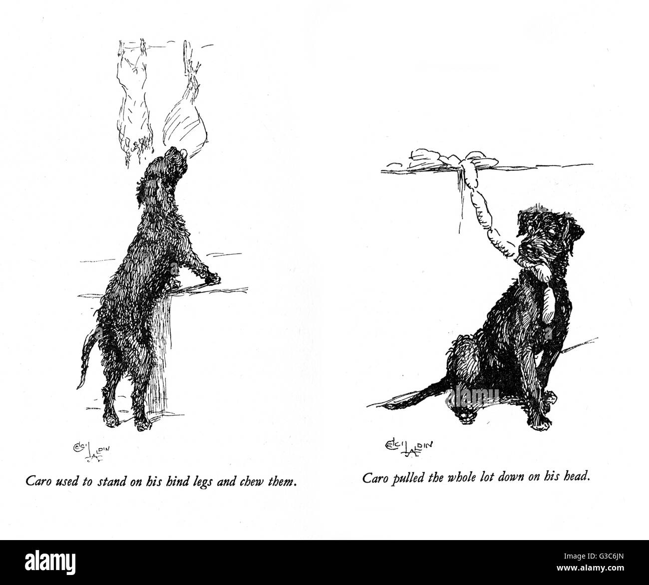 Illustrazioni di un cane nero di Cecil Aldin Foto Stock