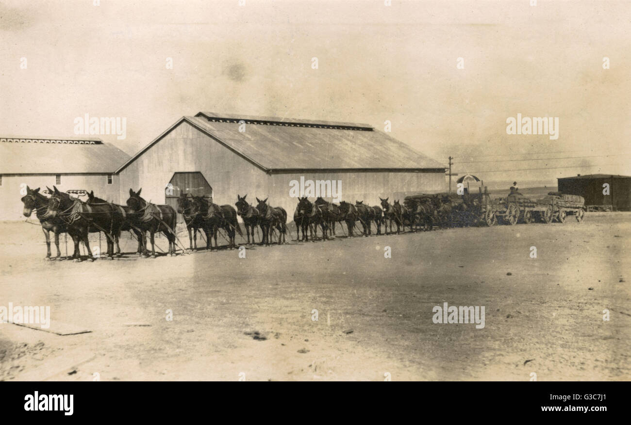 Un team di 20 muli ad alto punto, North Carolina, Stati Uniti d'America, il tradizionale modo di trasporto merci. La squadra appartiene a I M Lassiter. Data: circa 1908 Foto Stock