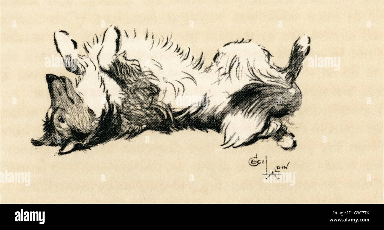 Illustrazione di Cecil Aldin, volpe terrier che si pone come modello Foto Stock