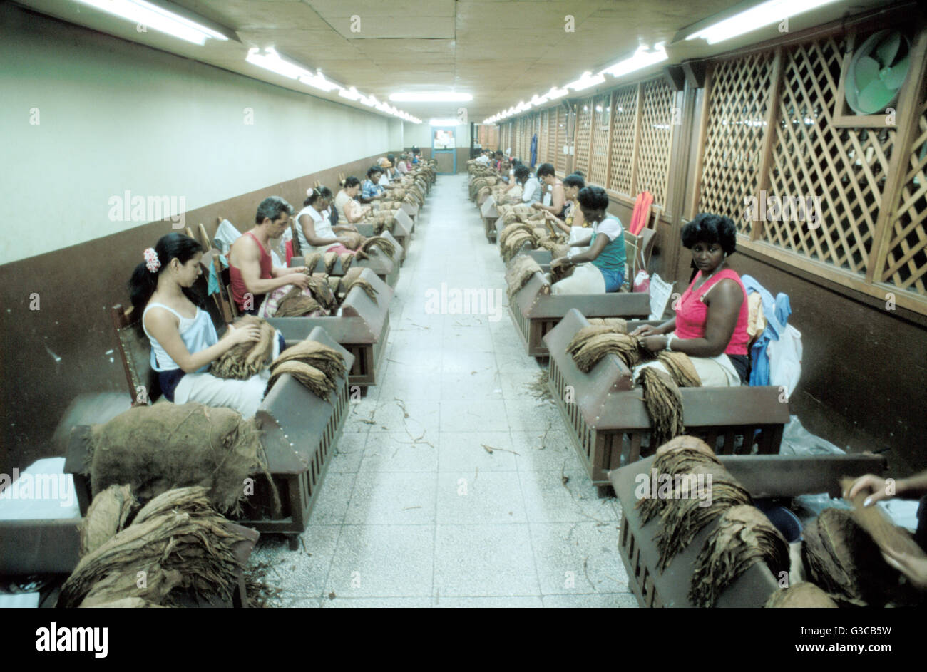 L'Avana, Cuba, fabbrica di Partagas, donne lo smistamento di foglie di tabacco di alta qualità Foto Stock