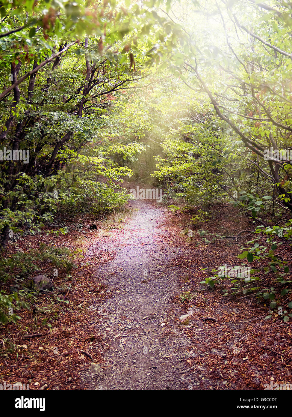 Sentiero nella foresta illuminata dal sole Foto Stock