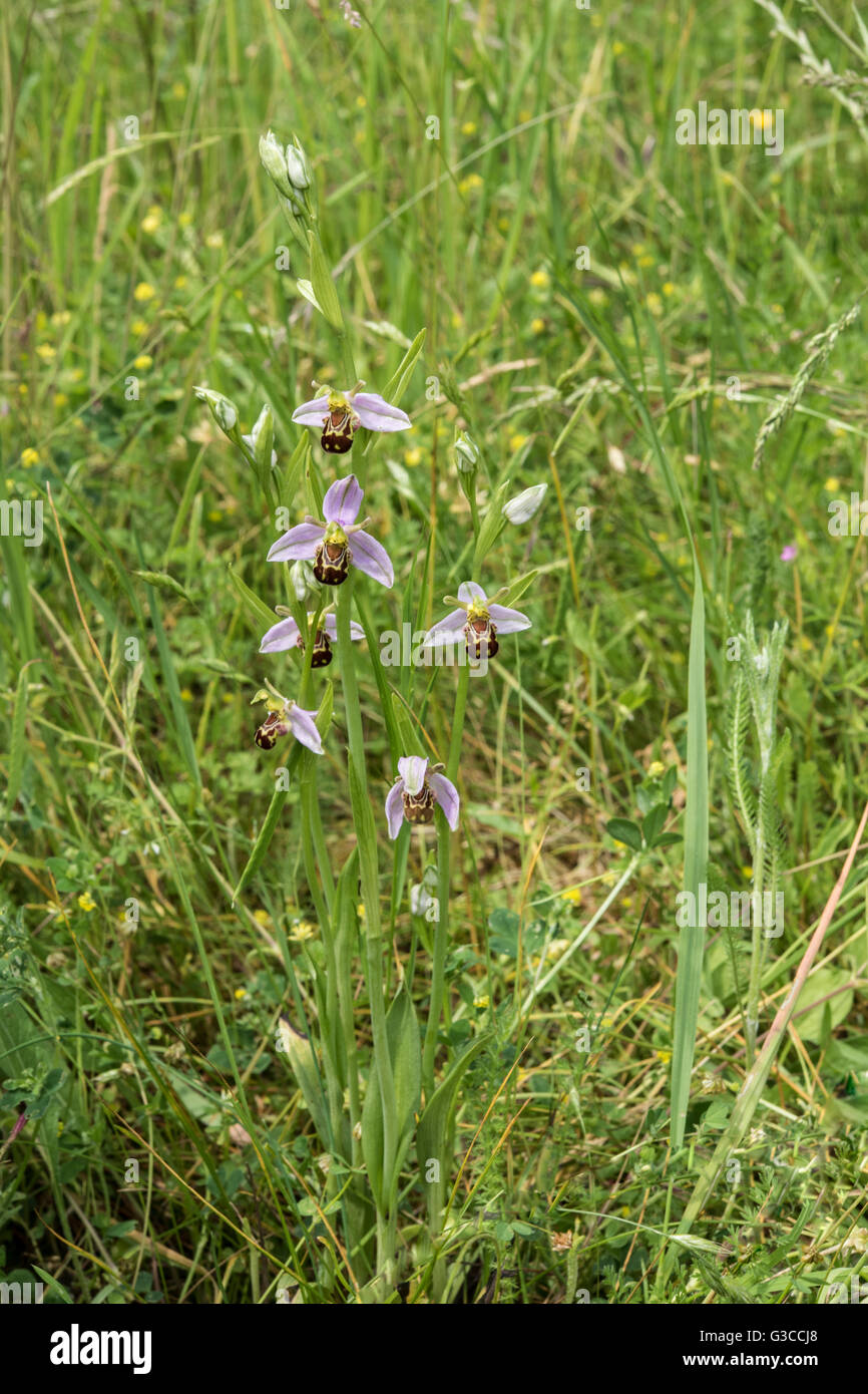 Ophrys apifera, Bee Orchid, crescendo su chalk downland, Surrey, Regno Unito. Maggio. Foto Stock