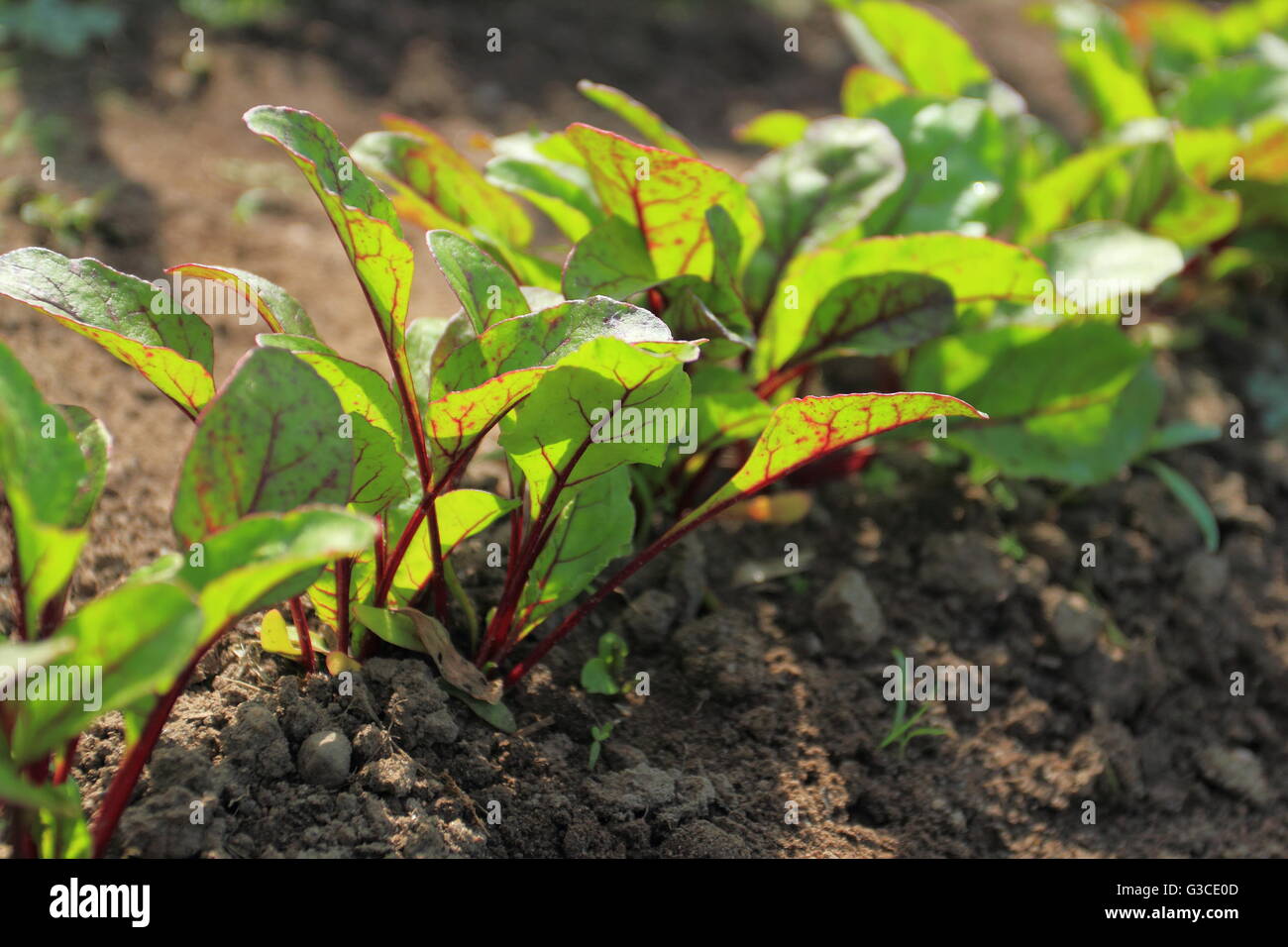 La barbabietola rossa giovane piani su un percorso nel giardino vegetale Foto Stock