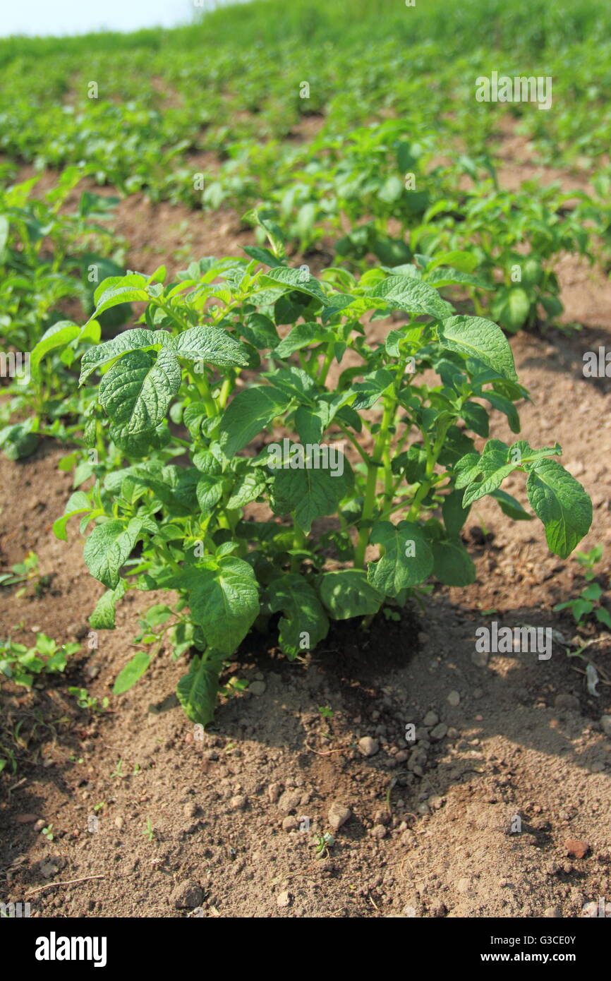 Campo di patate. Pianta di patata in giardino Foto Stock
