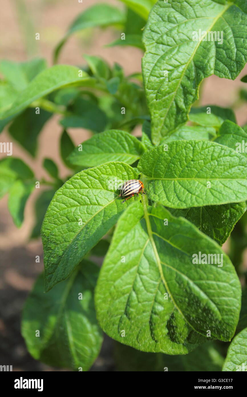 Il Colorado potato beetle su un verde foglia di patate Foto Stock