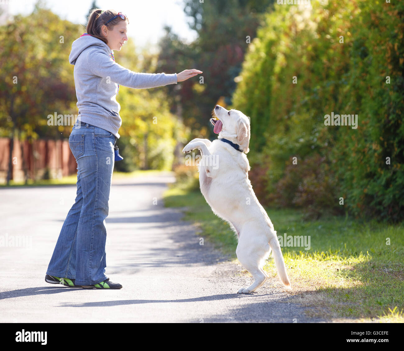 Bella donna di addestramento del cane Razza labrador retriever Foto Stock