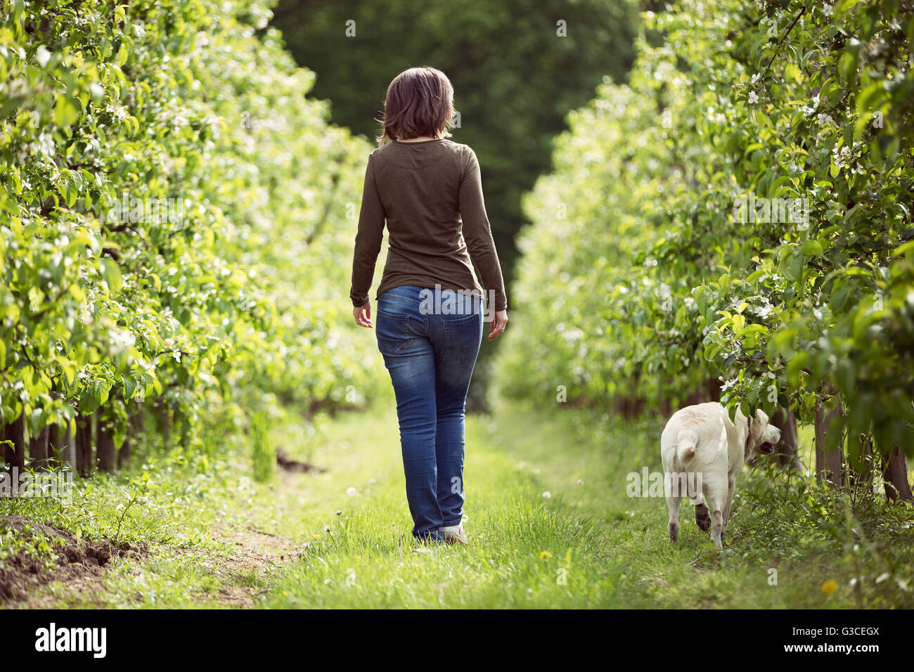 Donna passeggiando con un frutteto Labrador Foto Stock