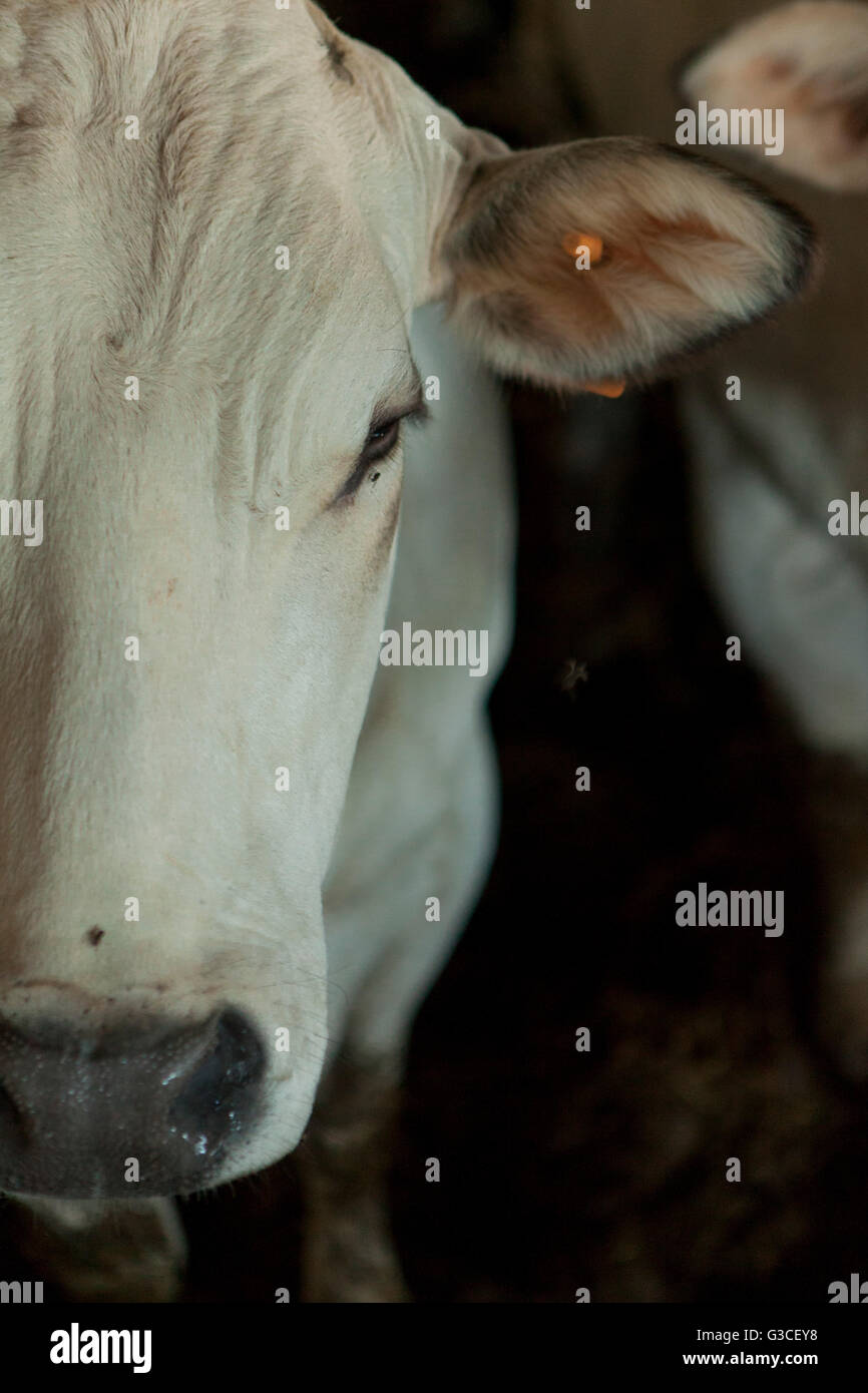 Allevamento del bestiame,tonco,monferrato Foto Stock