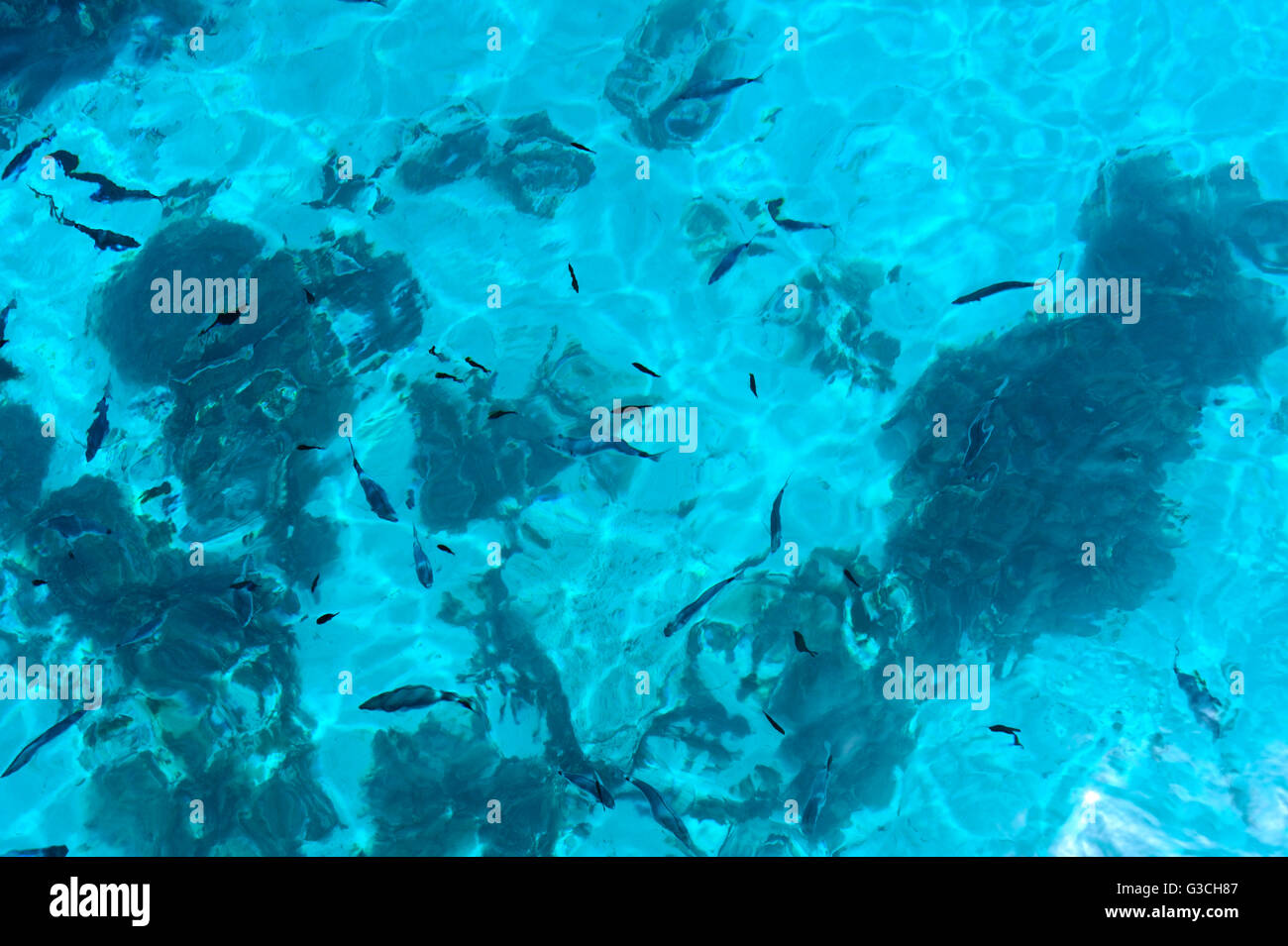 Pesce nuotare nel mare cristallino FUORI LA COSTA DI MALTA Foto Stock